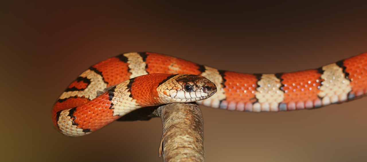 Corn Snake