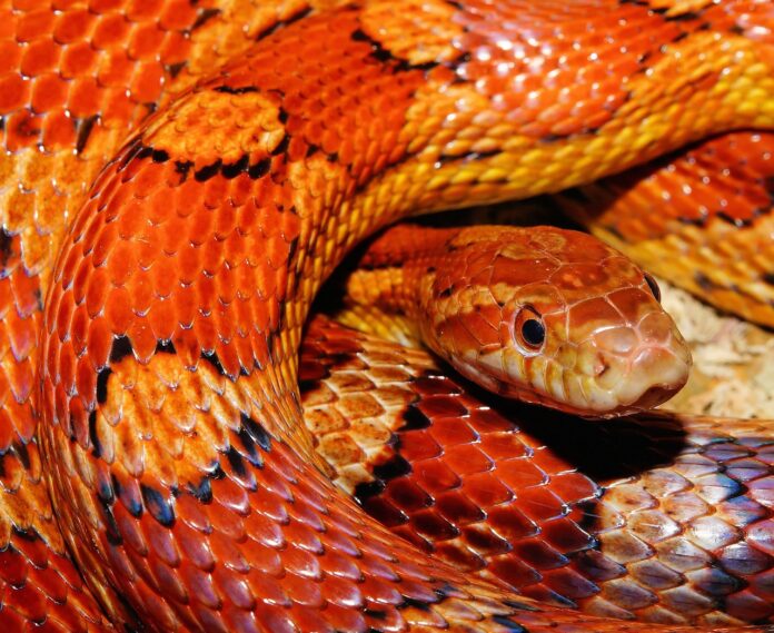 China: More than 100 live snakes found in a man's pants