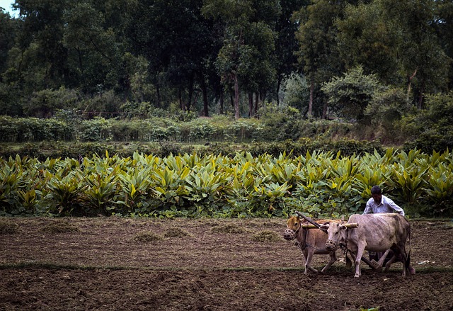 agriculture 7177221 640 उत्तराखंड में बूढ़ी दिवाली, एकादशी, इगास- बग्वाल और हरी दोहर का त्यौहार