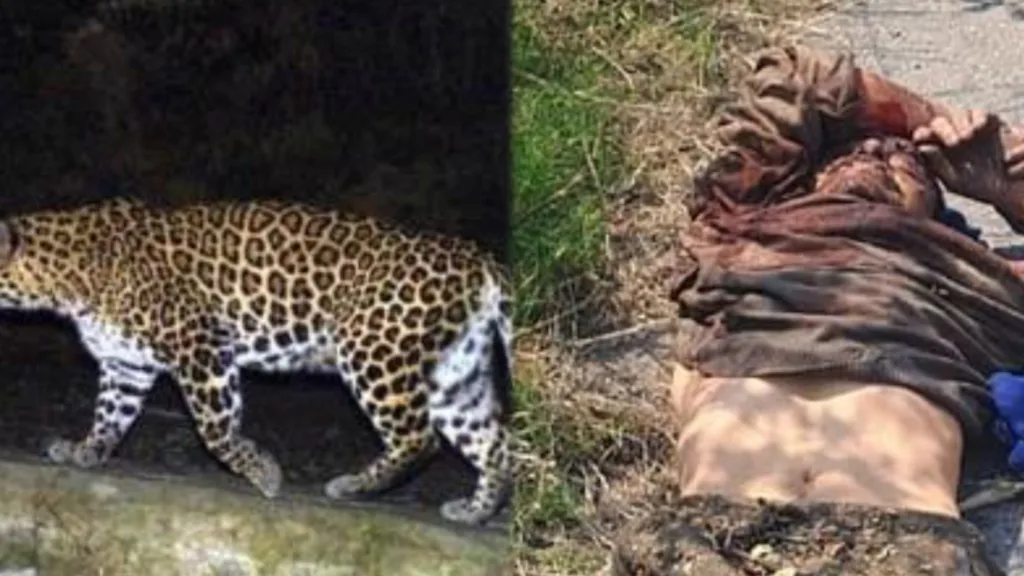 द्वाराहाट: छुट्टी पर घर आए युवक पर तेंदुए ने किया हमला, हालत गंभीर, डॉक्टरों ने किया हल्द्वानी रेफर। 