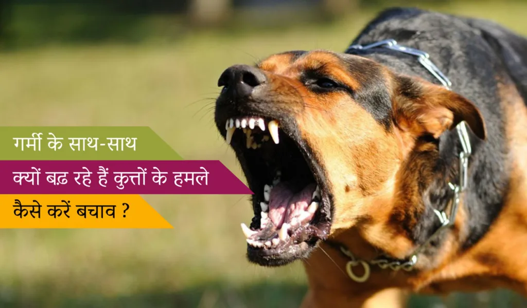 गर्मी के साथ-साथ क्यों बढ़ रहे हैं कुत्तों के हमले और कैसे करें बचाव ?