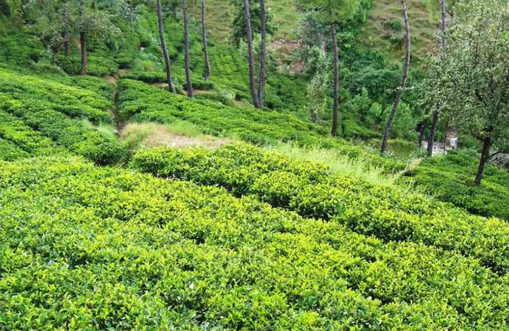 कौसानी चाय बागान