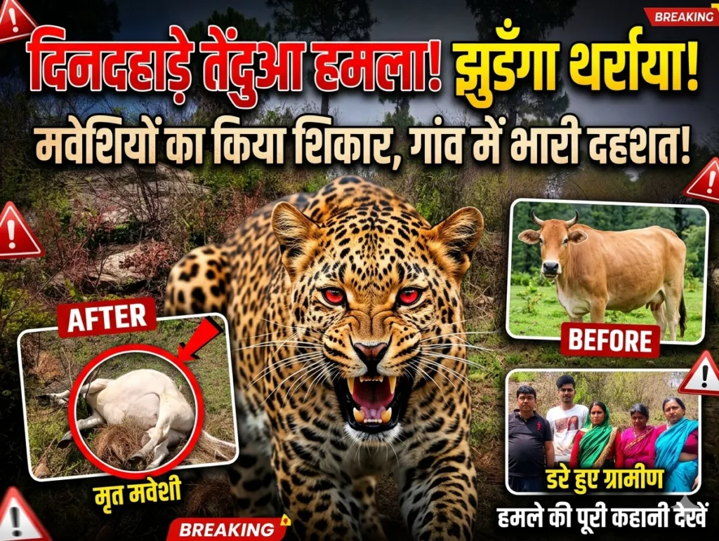 झुडँगा में तेंदुए का आतंक, एक हफ्ते में दो मवेशियों का शिकार, ग्रामीणों में दहशत और वन विभाग पर फूटा गुस्सा!